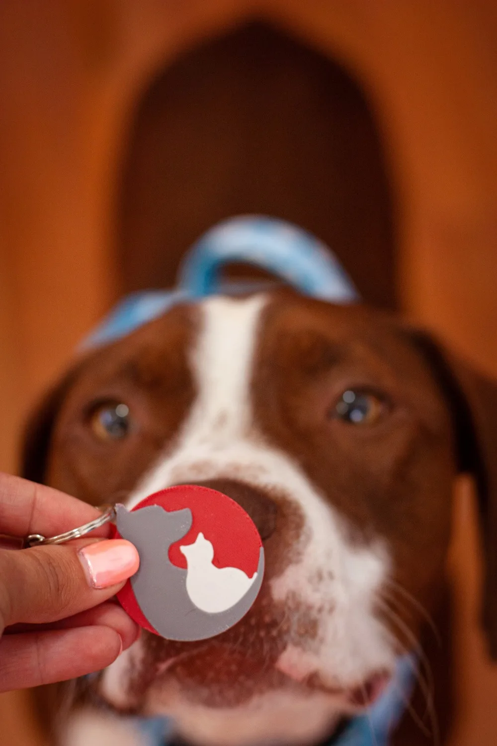 Perro con el distintivo de Candela